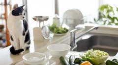 Macska zöldség étel